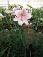 [5144 Mitsuyo 18 ST No02.JPG]